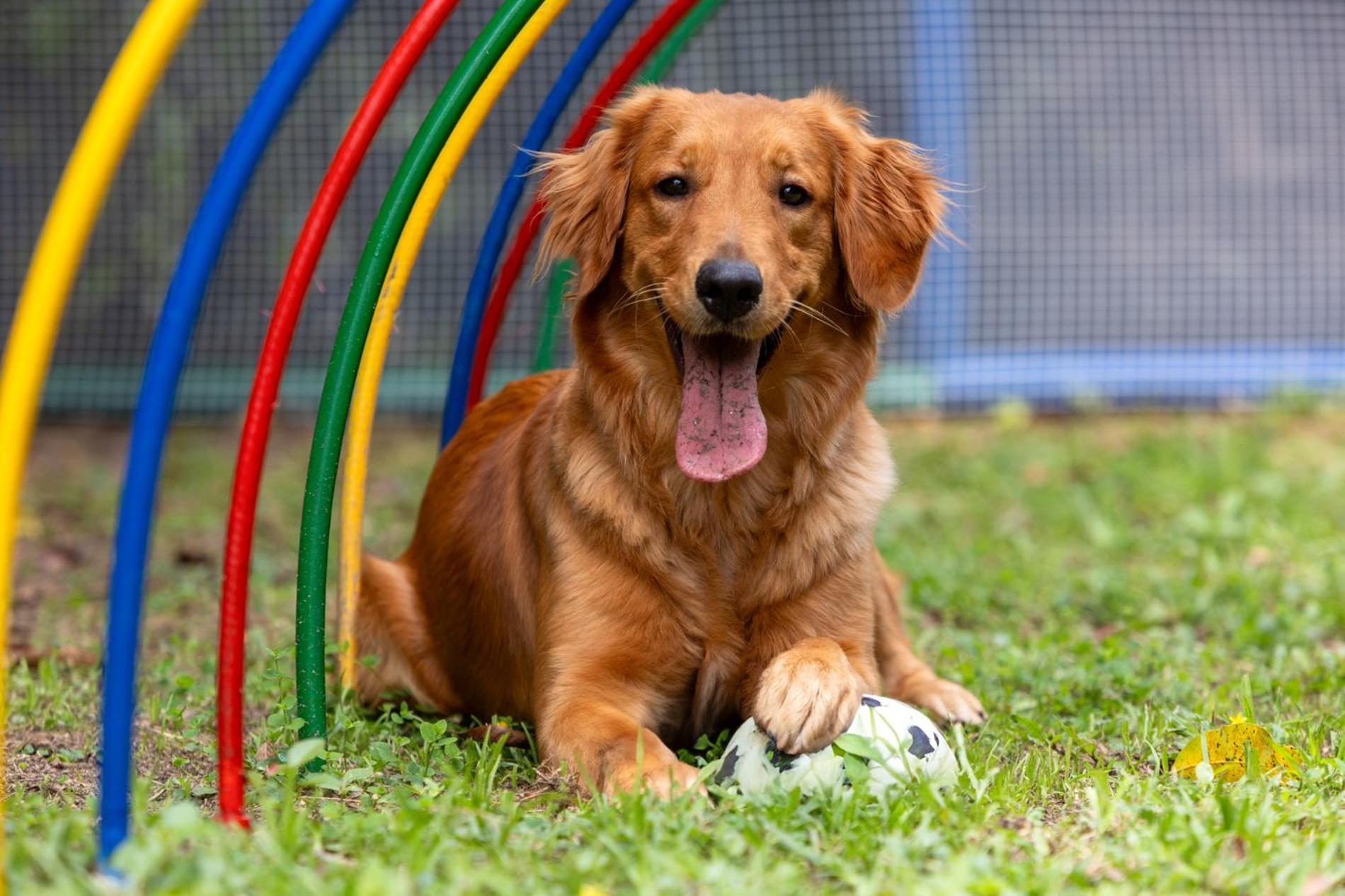 Hotel Dann Carlton Belfort Medellín Exteriör bild Golden Retriever