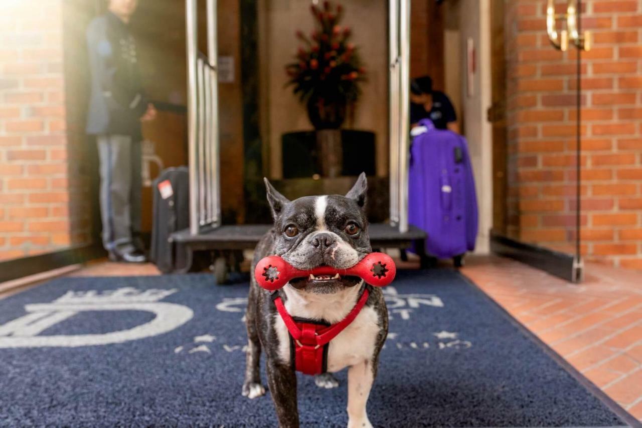 Hotel Dann Carlton Belfort Medellín Exteriör bild Boston Terrier at the entrance of the hotel